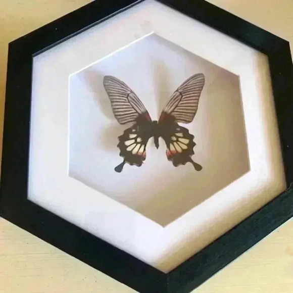 papilio memnon female and mosaic butterfly  under the frame - Picture 1 of 7